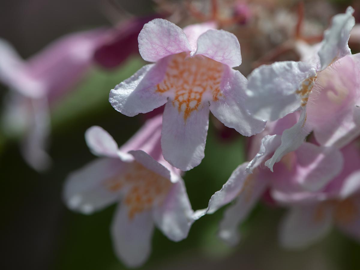 Blüte nah